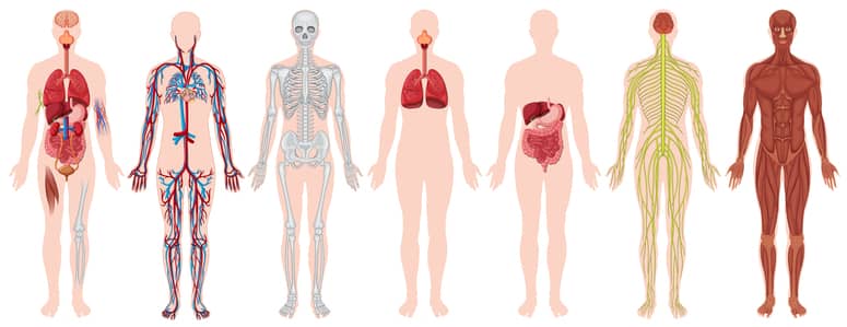 illustration médicale illustration médicale