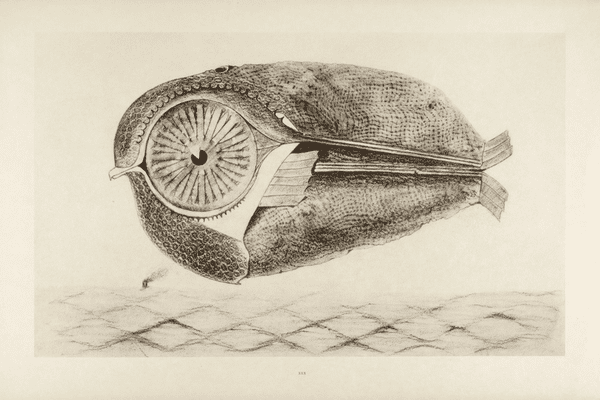 Dessin surr�aliste par Max Ernst 