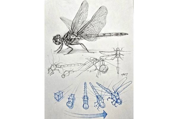 dessin analytique animal libellule