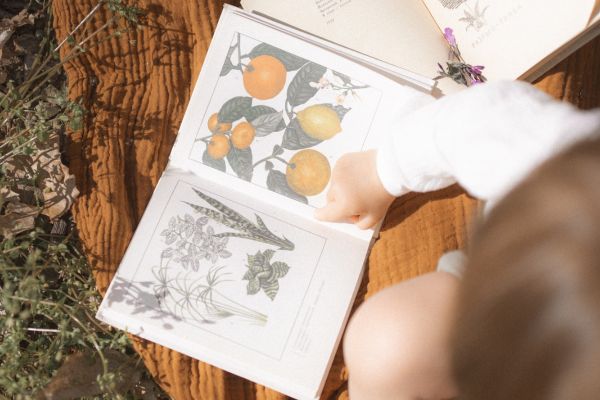illustration scientifiques de végétaux